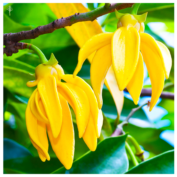 EO-YLANG-1ST-MASTER